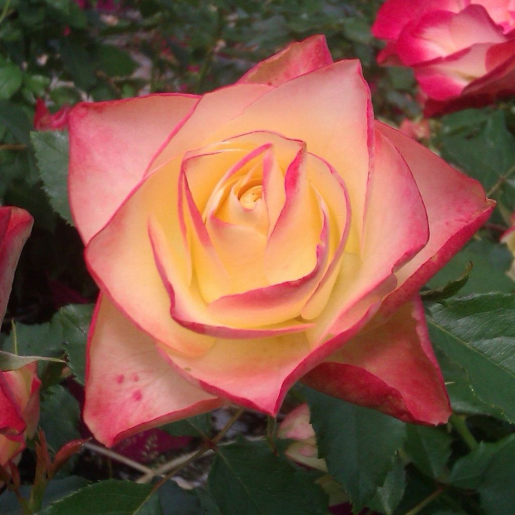 Rosa ORIGAMI - Trosroos