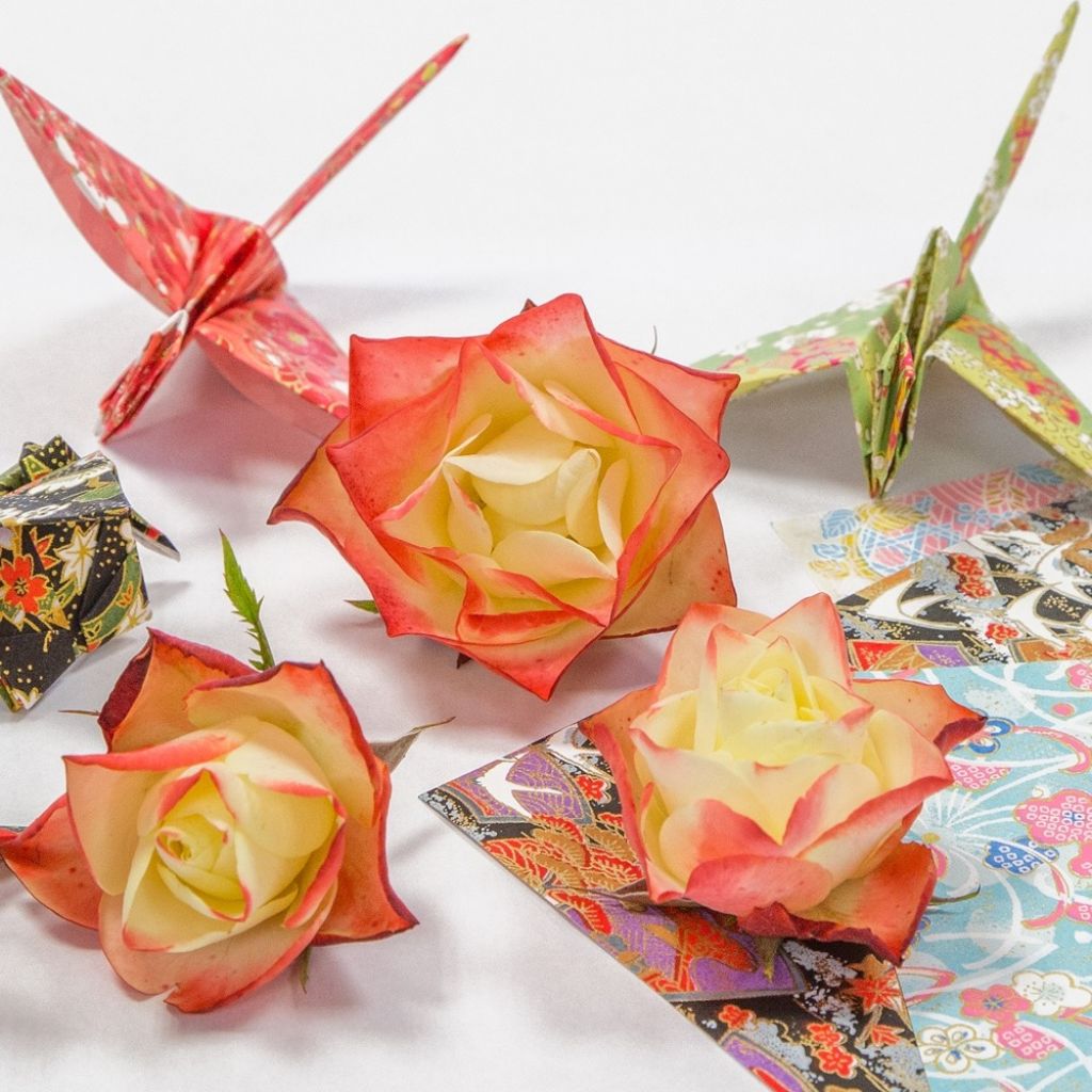 Rosa ORIGAMI - Trosroos