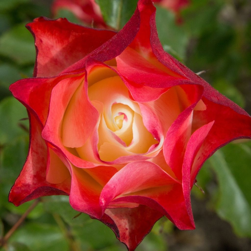 Rosa ORIGAMI - Trosroos