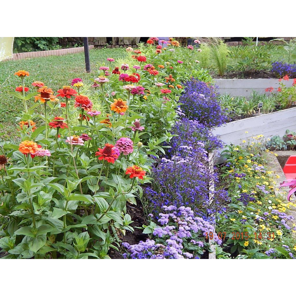 Zinnia elegans Lilliput Mix (zaad) - Zahara-bloem