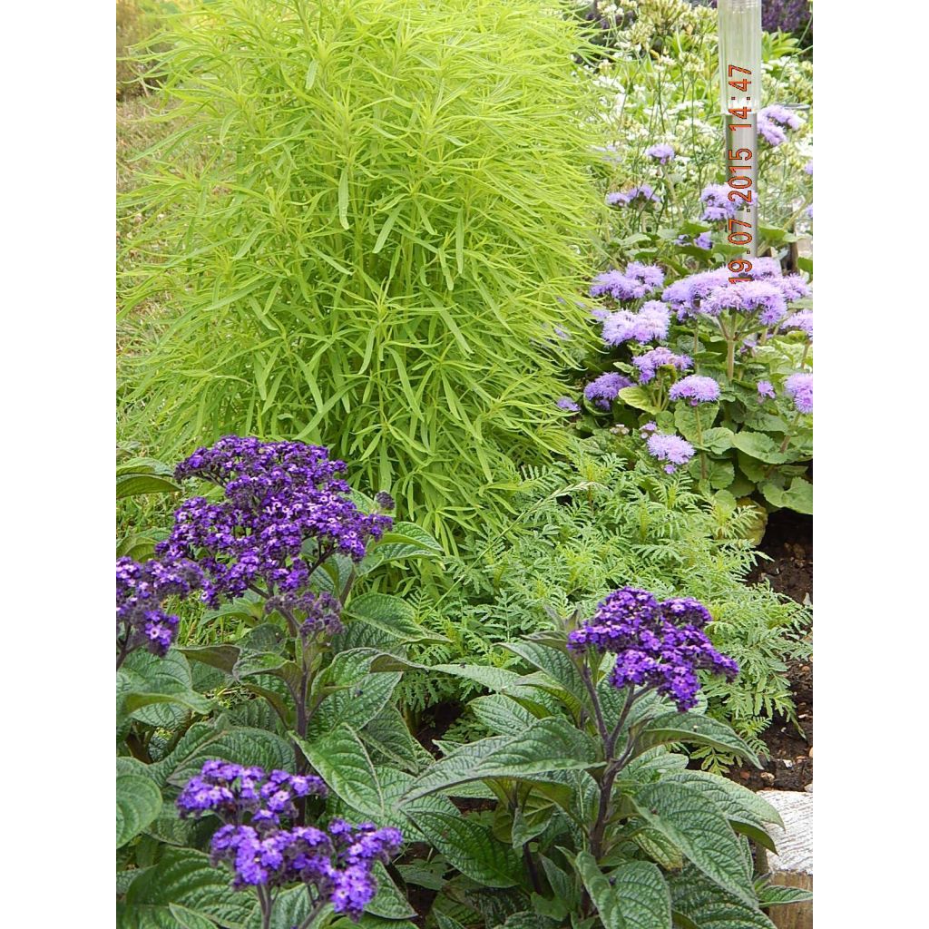 Heliotropium arborescens Marine (zaad) - Heliotroop