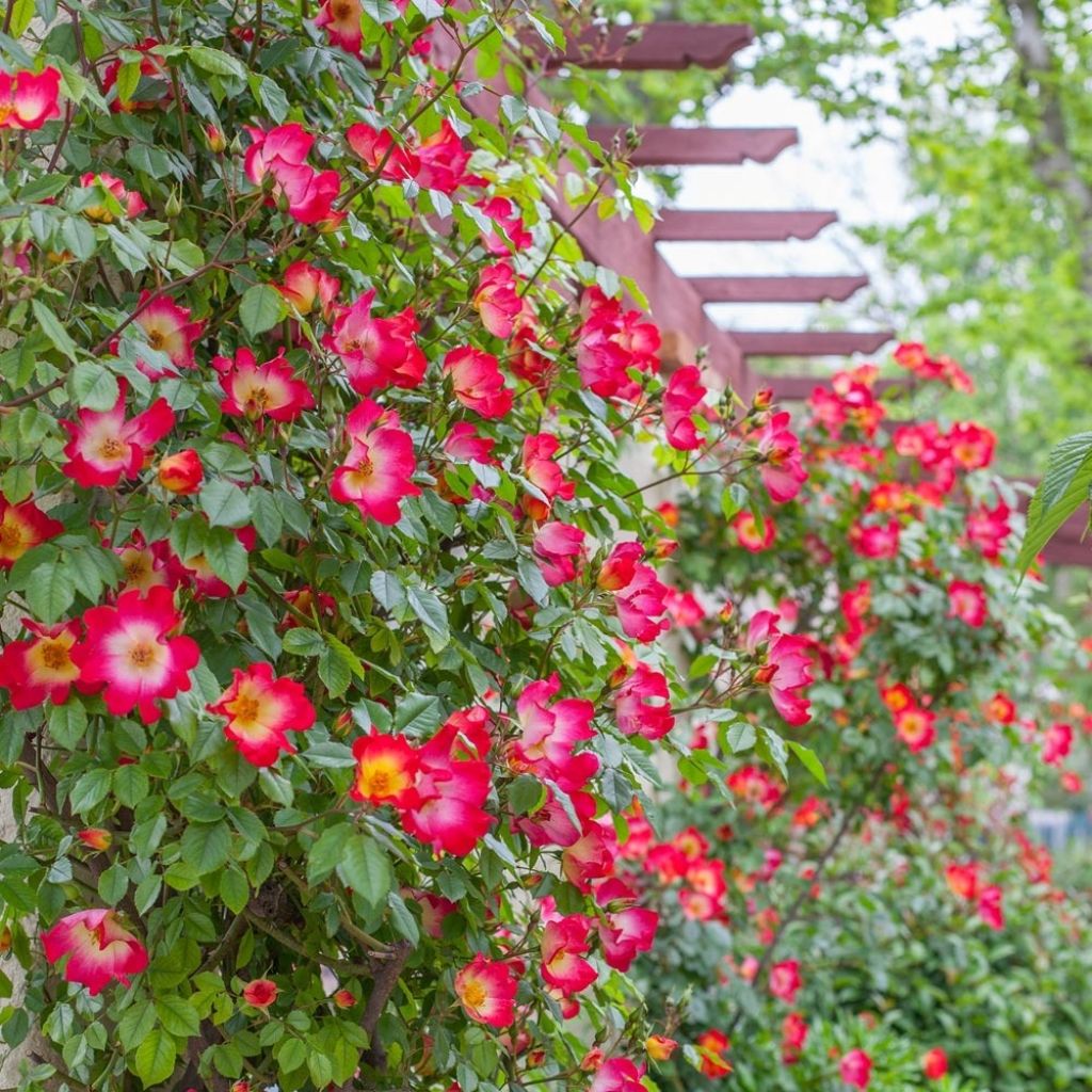 Rosa Cocktail - Klimroos