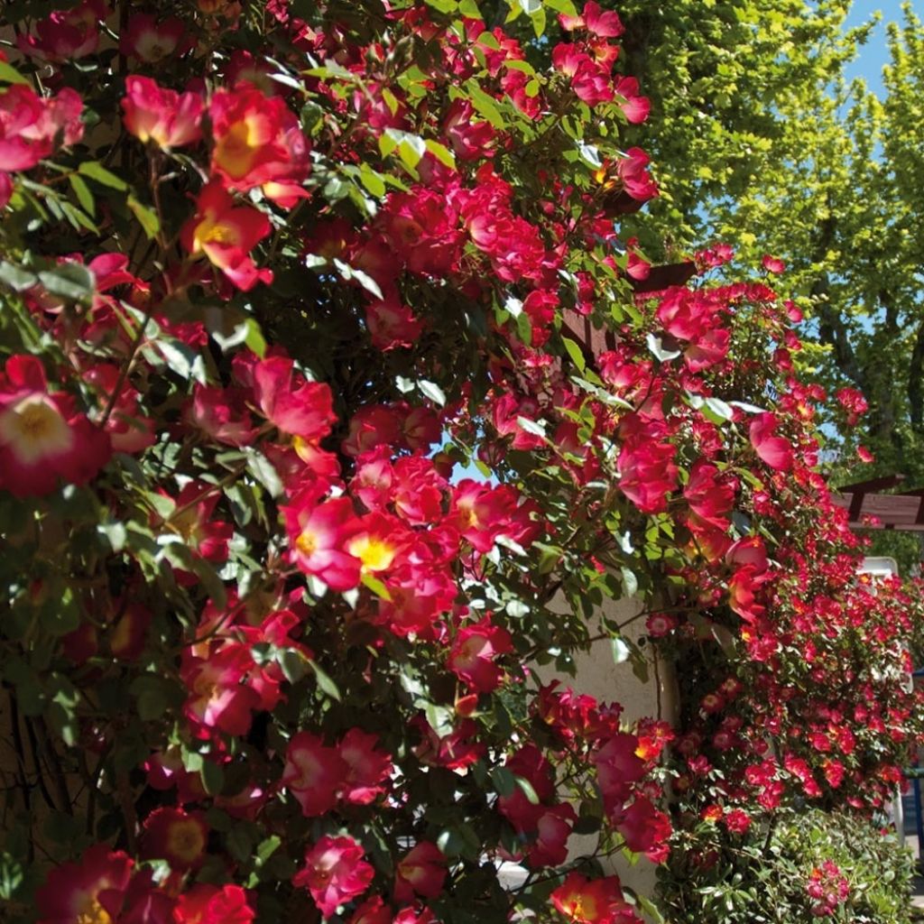 Rosa Cocktail - Klimroos