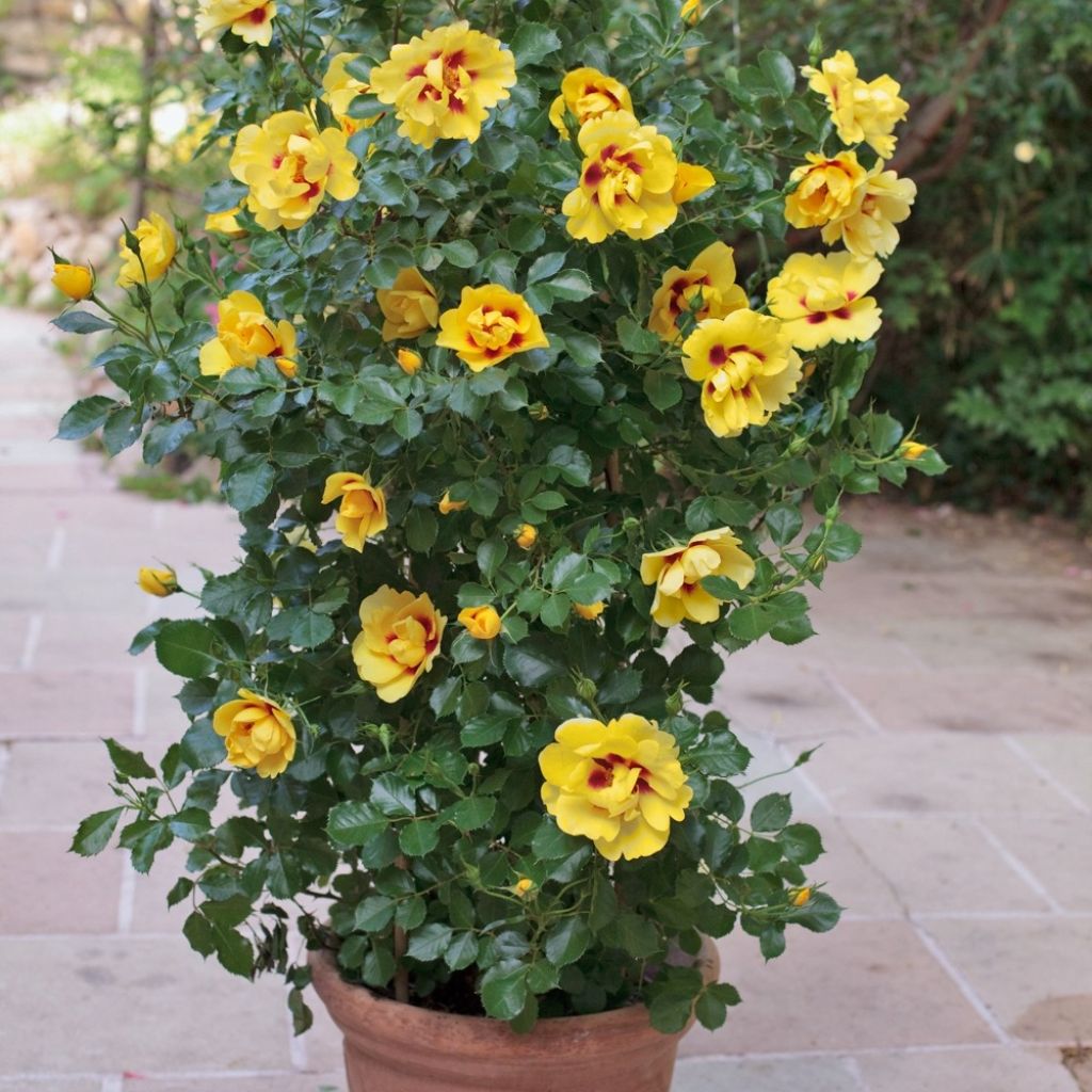 Rosa Eyeconic - Klimroos