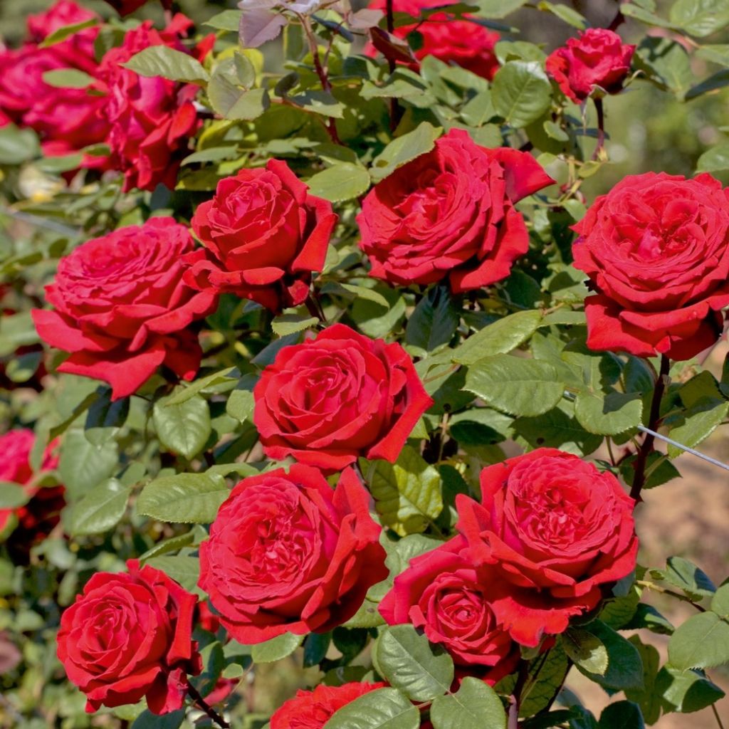 Rosa Climbing Botero - Klimroos