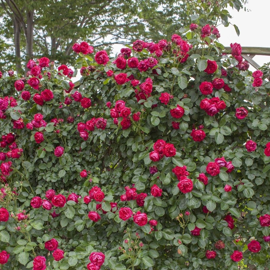 Rosa Red Eden Rose - Klimroos