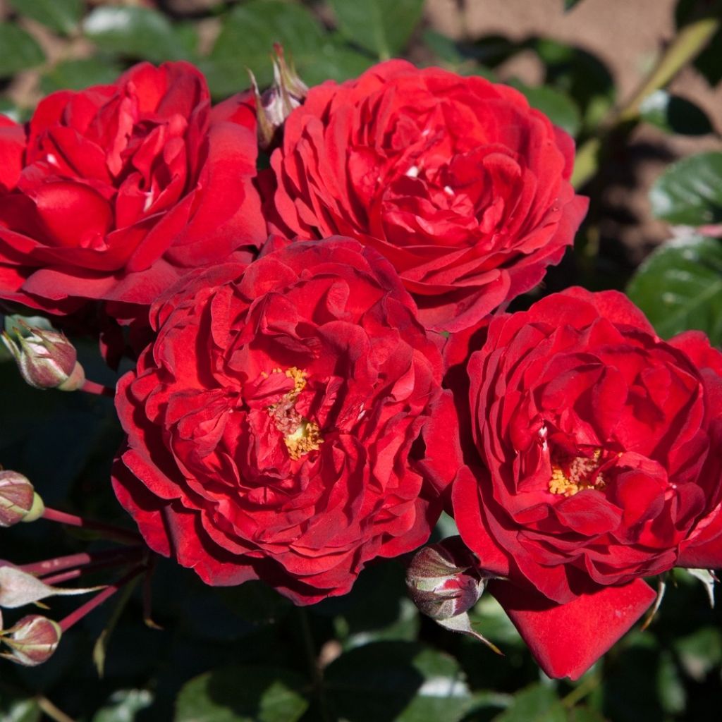 Rosa Scarlet Bonica - Polyantharoos