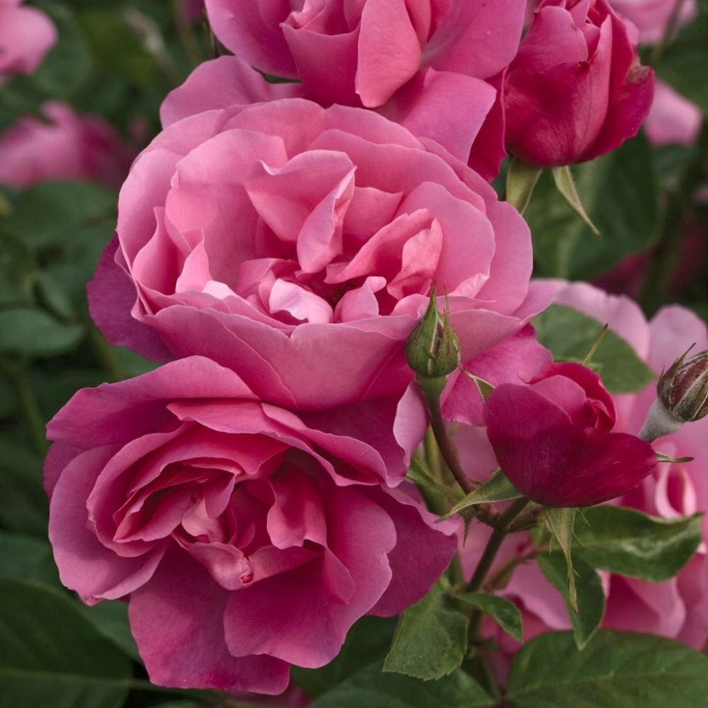 Rosa Play Rose - Polyantharoos