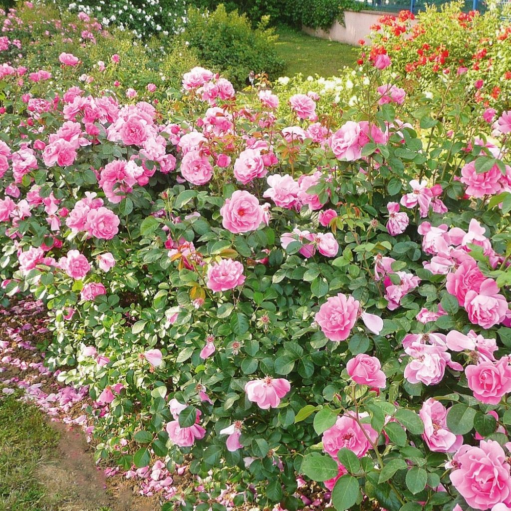 Rosa Play Rose - Polyantharoos
