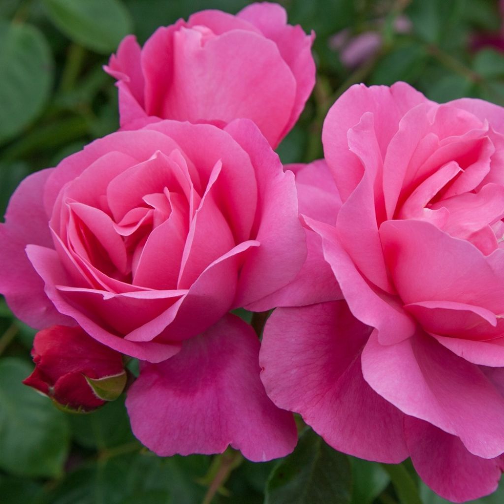 Rosa Play Rose - Polyantharoos