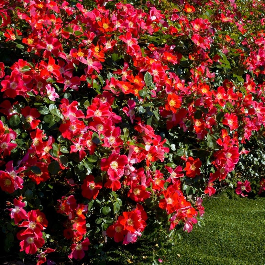 Rosa Candia Meidiland - Polyantharoos