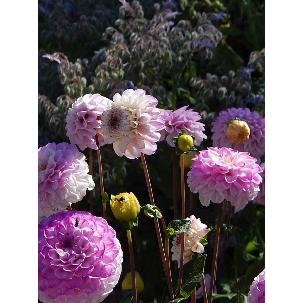 Dahlia Genova - baldahlia