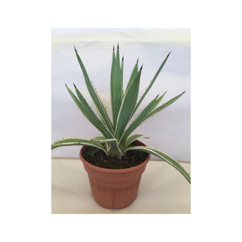 Agave angustifolia Marginata - Salvadoraanse sisal
