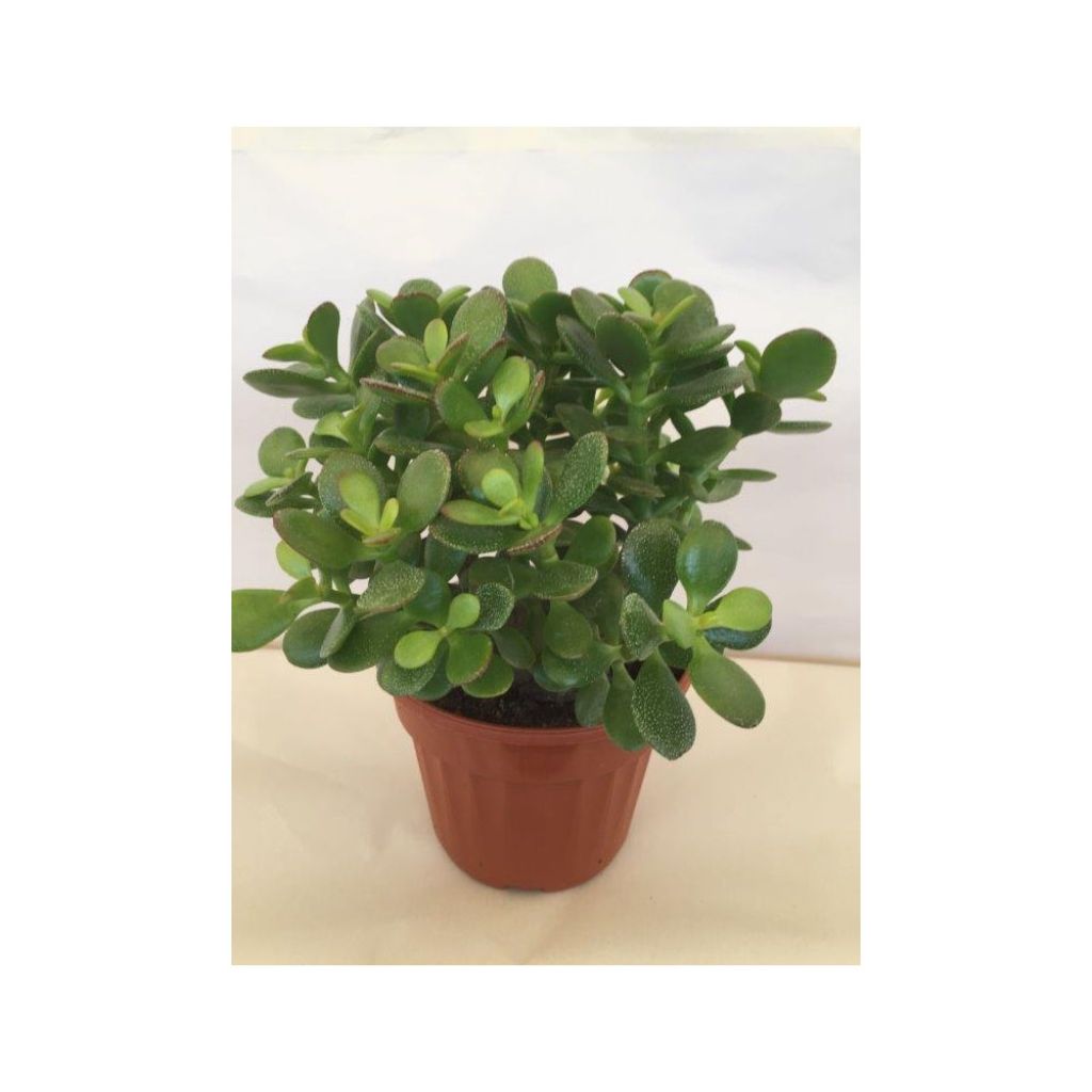 Crassula ovata Minor - Jadeplant