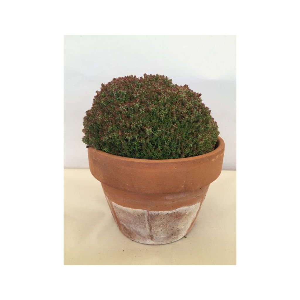 Euphorbia submammillaris - Succulente wolfsmelk