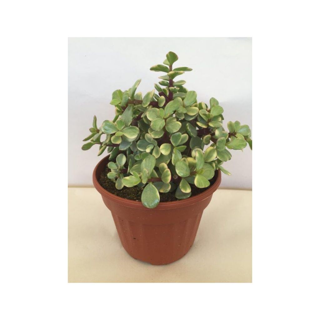 Portulacaria afra Variegata - Spekboom