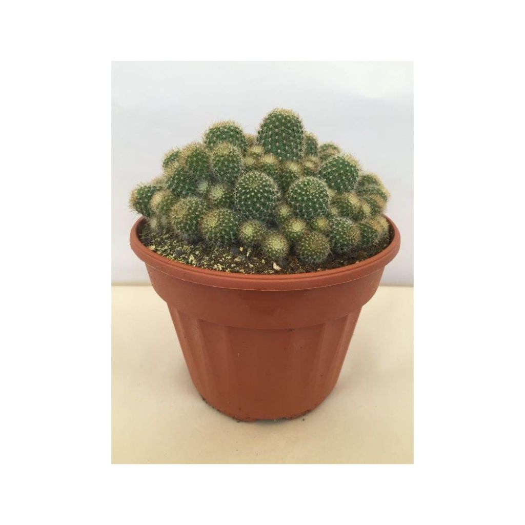 Rebutia - Dwergcactus