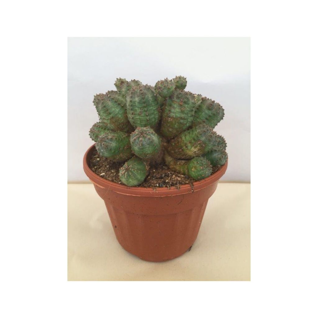 Euphorbia fruticosa Inermis - Wolfsmelk