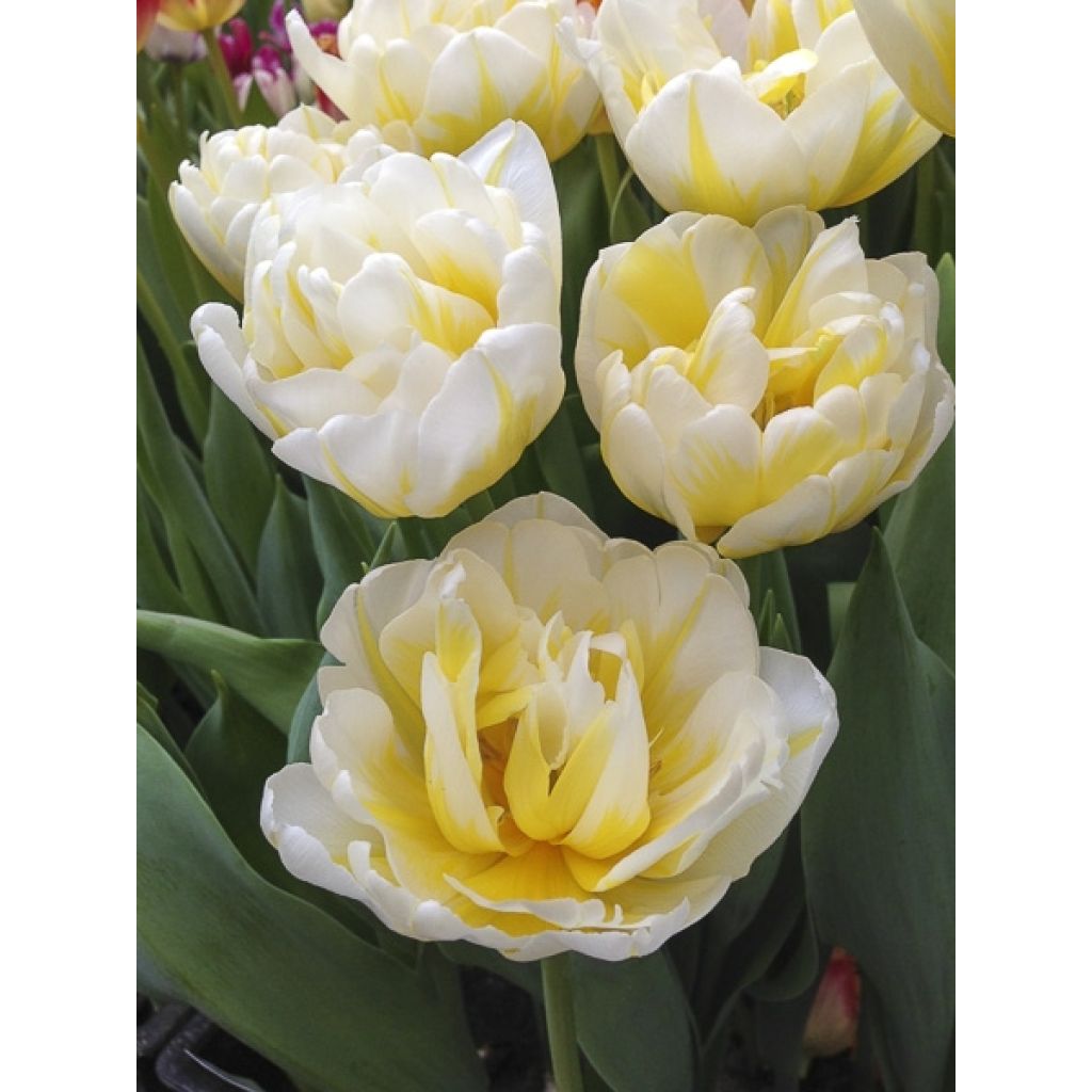 Tulipa Flaming Evita - Dubbele vroege tulp