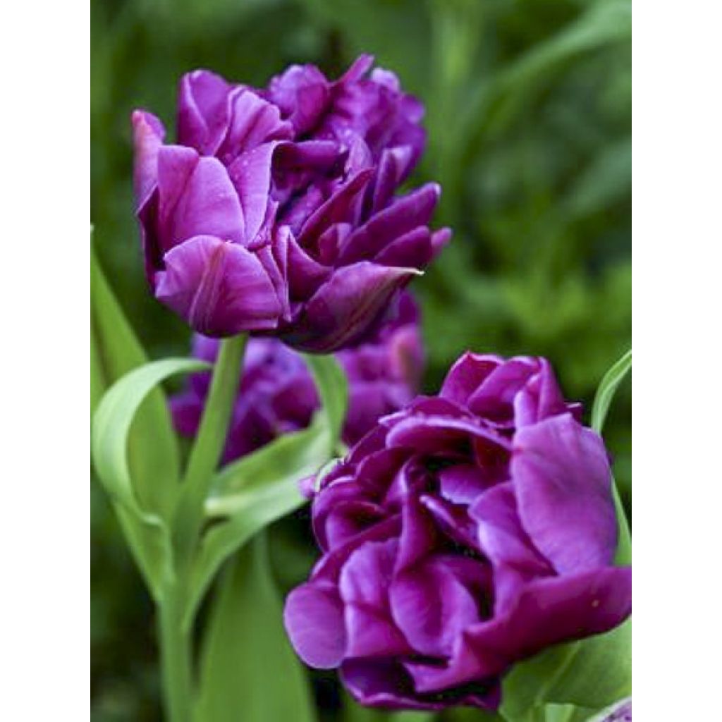 Tulipa Purple Pion - Dubbele vroege tulp