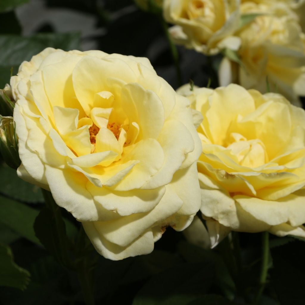 Rosa Rustica ® III - Trosroos