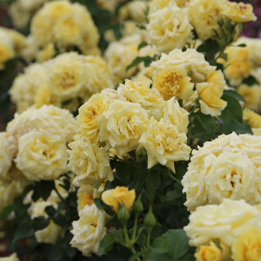 Rosa Rustica ® III - Trosroos