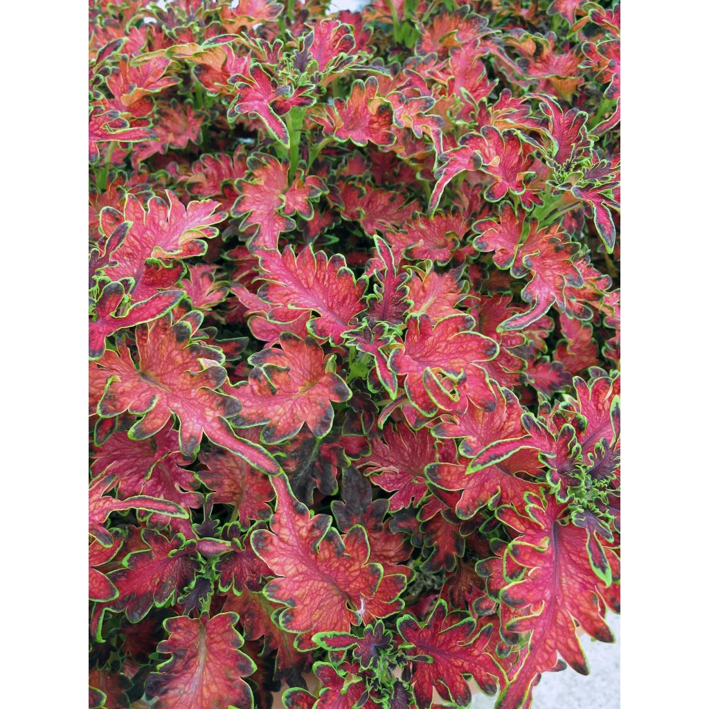 Coleus Copinto Planter's Punch - Siernetel