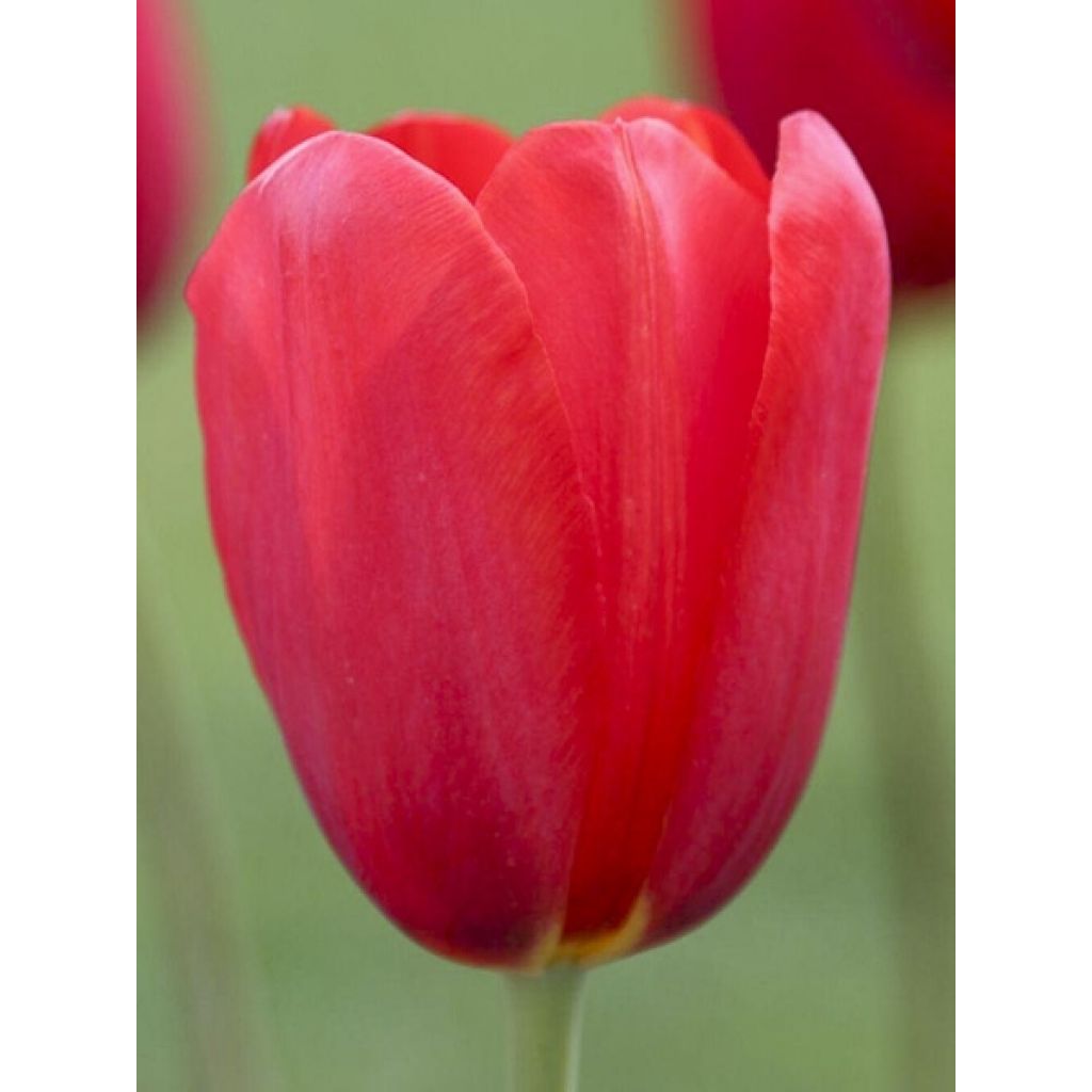 Tulipa Sky High Scarlet - Enkele late tulp