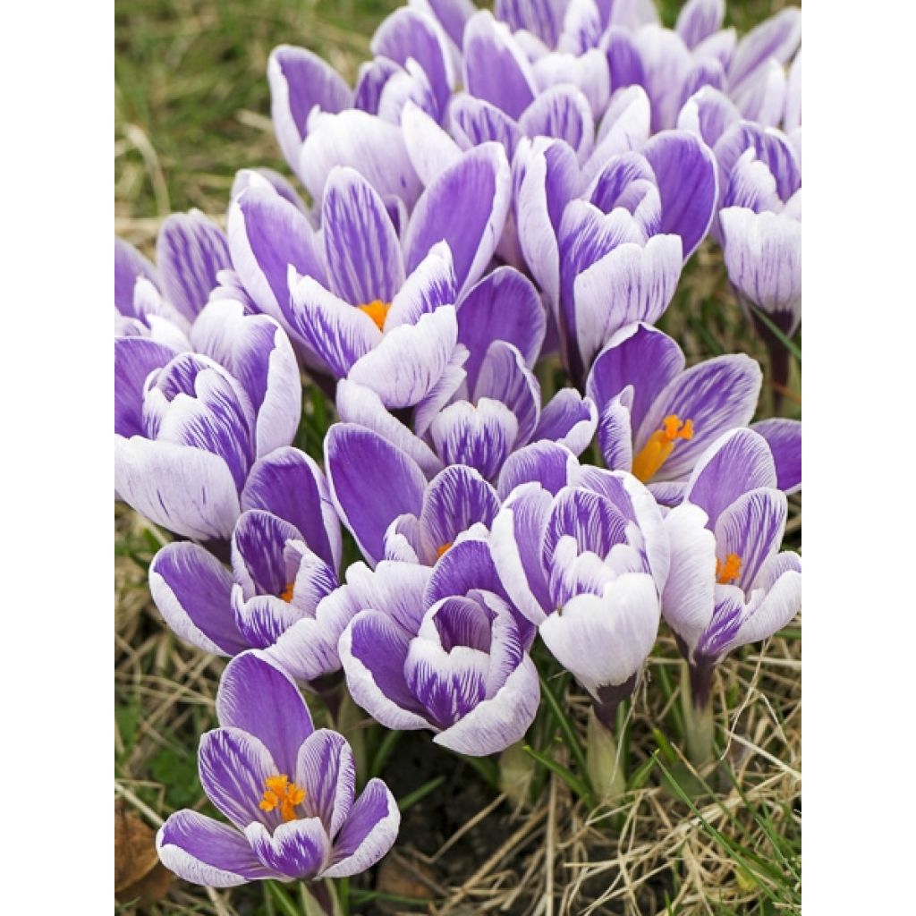 Crocus vernus Pickwick - Hollandse krokus