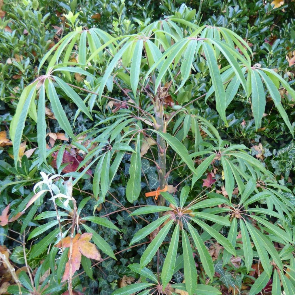 Schefflera taiwaniana - Vingerboom