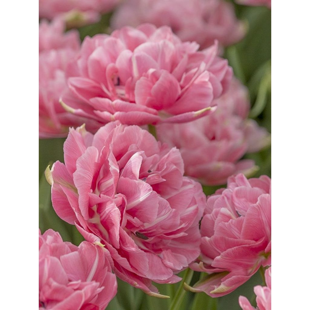 Tulipa Aveyron - Dubbele late tulp