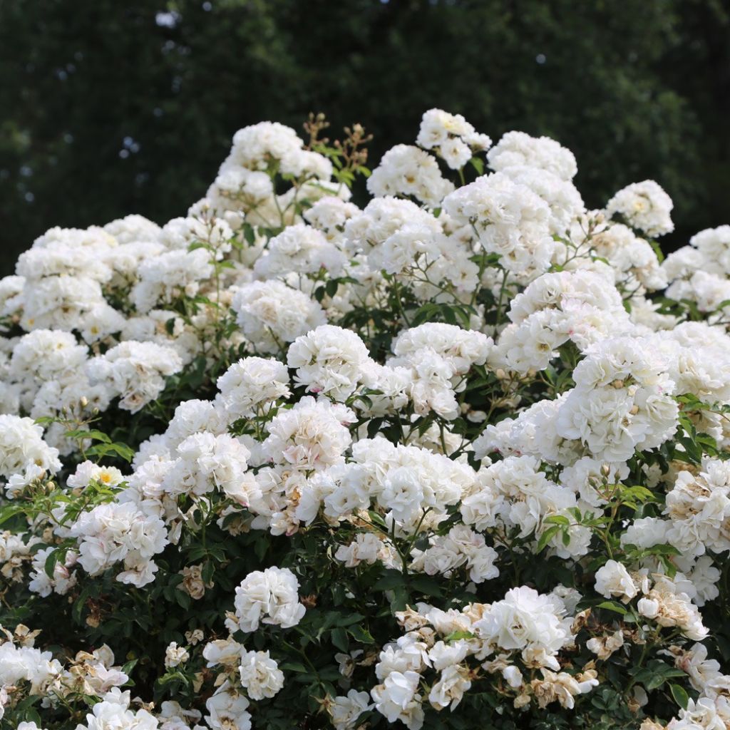 Rosa La Grande Motte - Trosroos