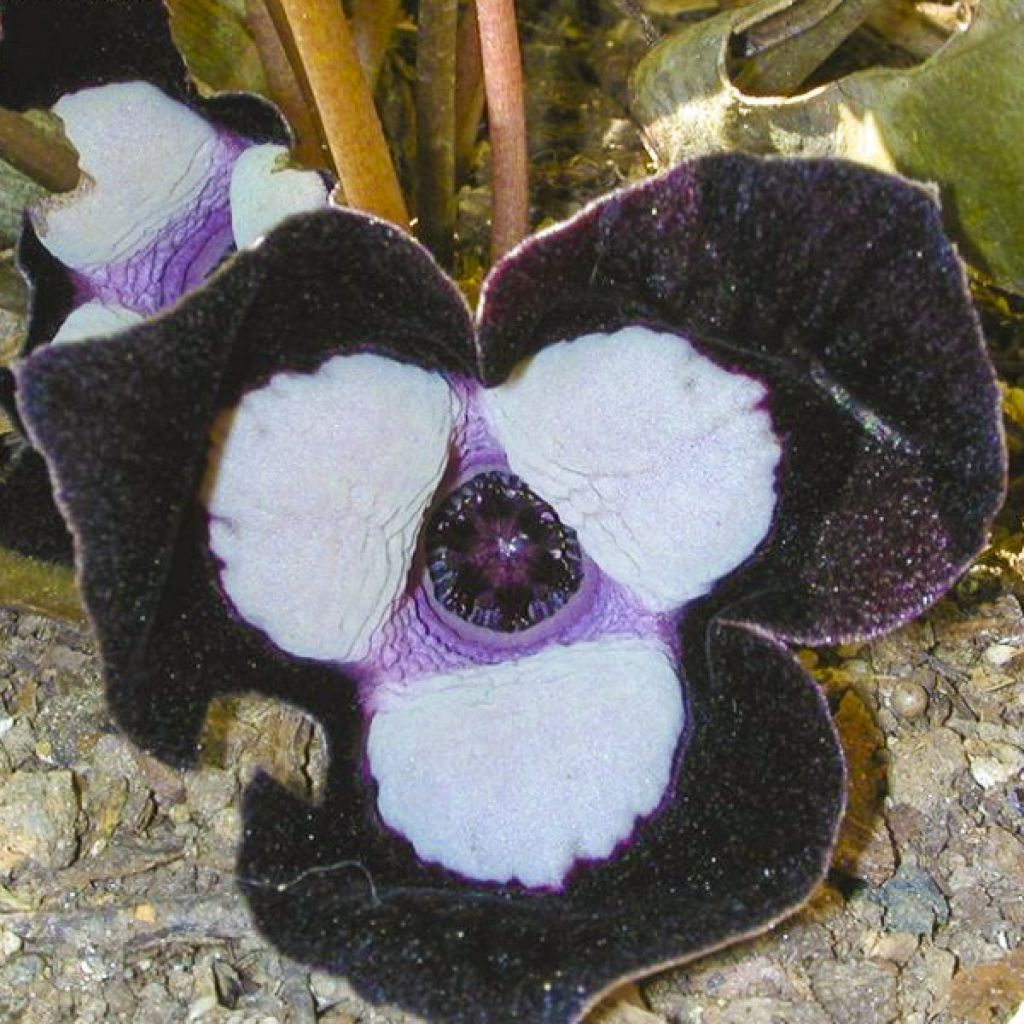 Asarum maximum Ling Ling - Mansoor
