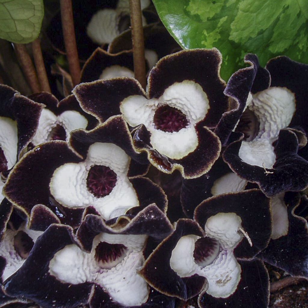 Asarum maximum Ling Ling - Mansoor