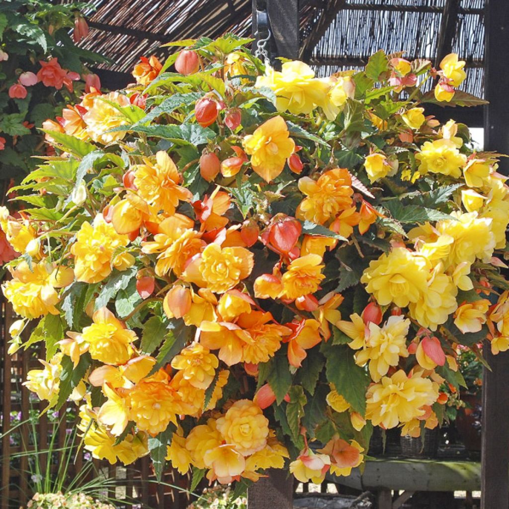 Begonia tuberhybrida pendula Apricot Shades Improved F1 (zaad) - Knolhangbegonia
