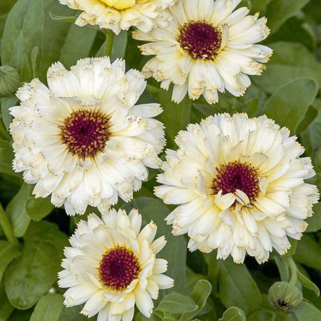 Calendula officinalis Snow Princess (zaad) - Goudsbloem