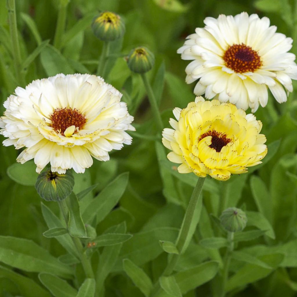 Calendula officinalis Snow Princess (zaad) - Goudsbloem