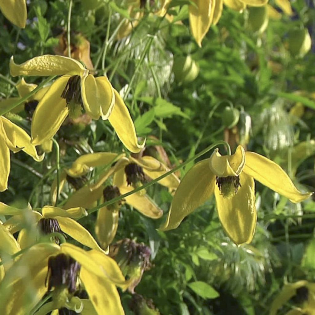 Clematis tangutica Golden Harvest - Gouden bosrank