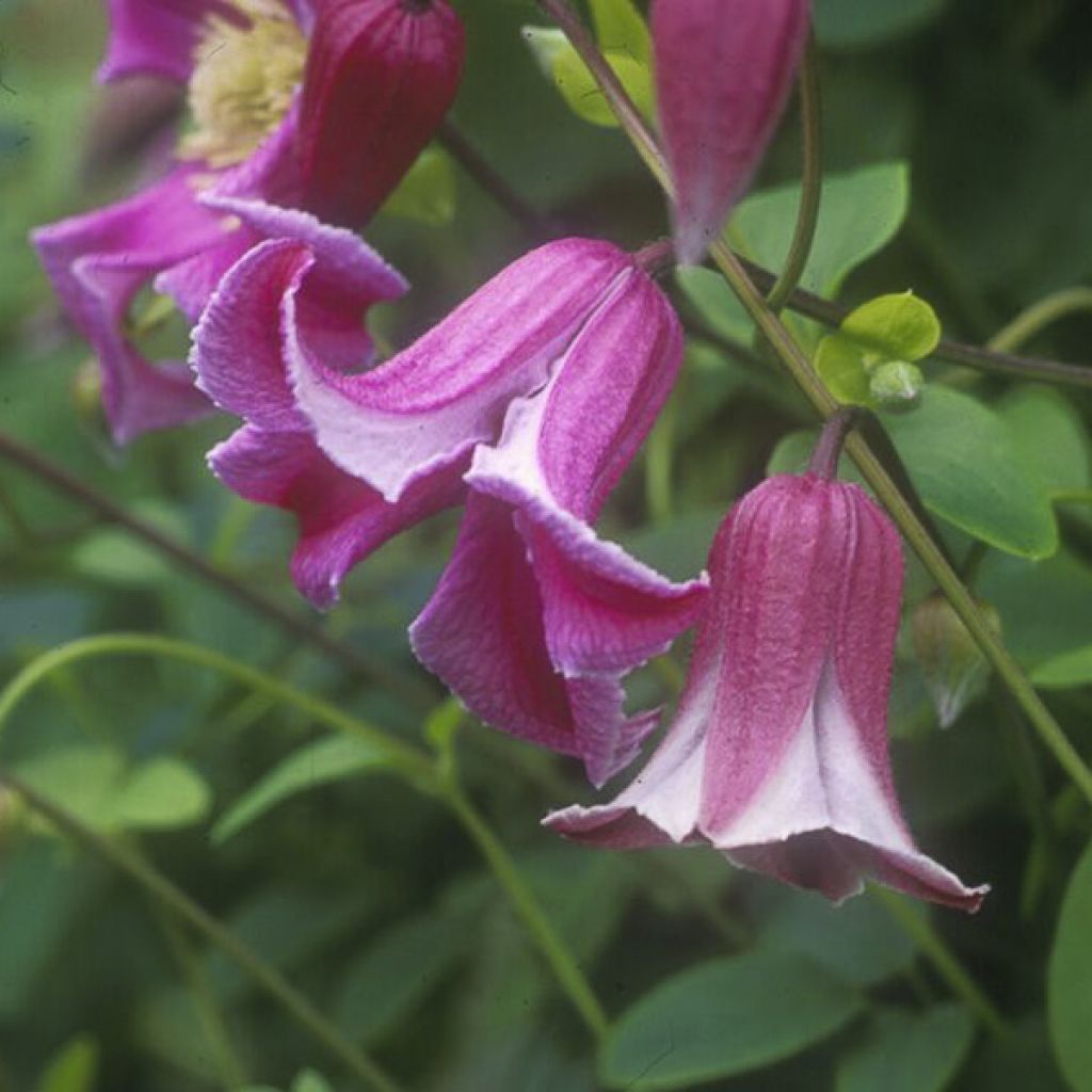 Clematis viticella Etoile Rose - Bosrank