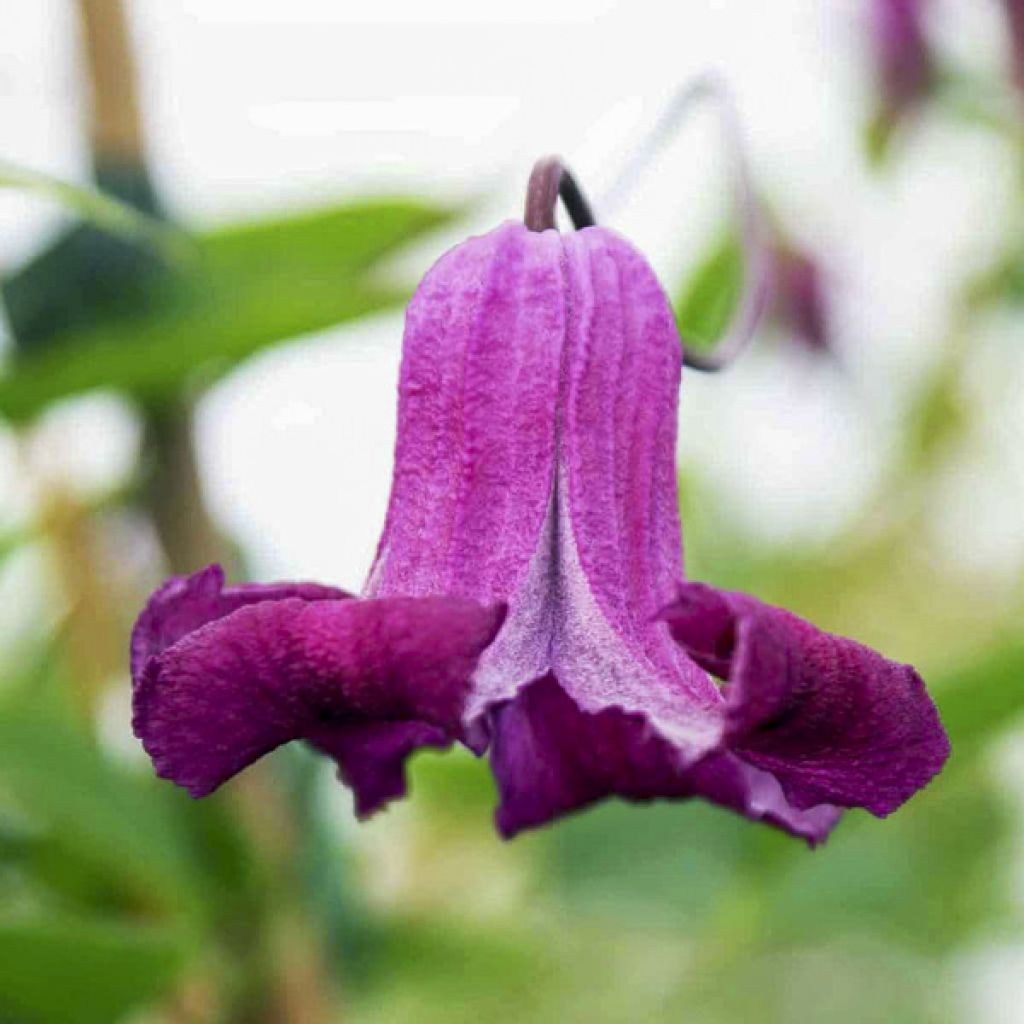 Clematis viticella Queen Mother - Italiaanse clematis