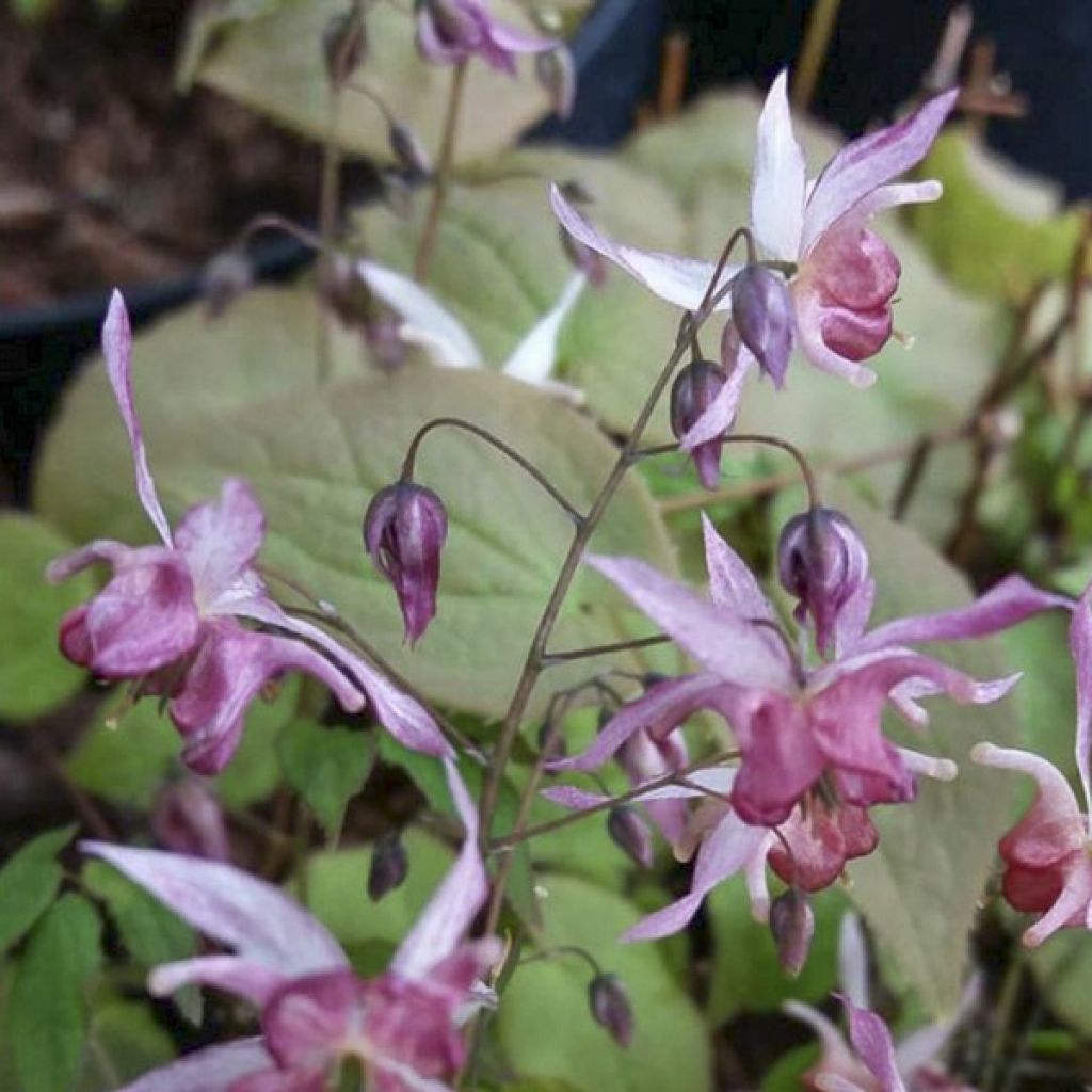 Epimedium Asiatic hybrids - Elfenbloem