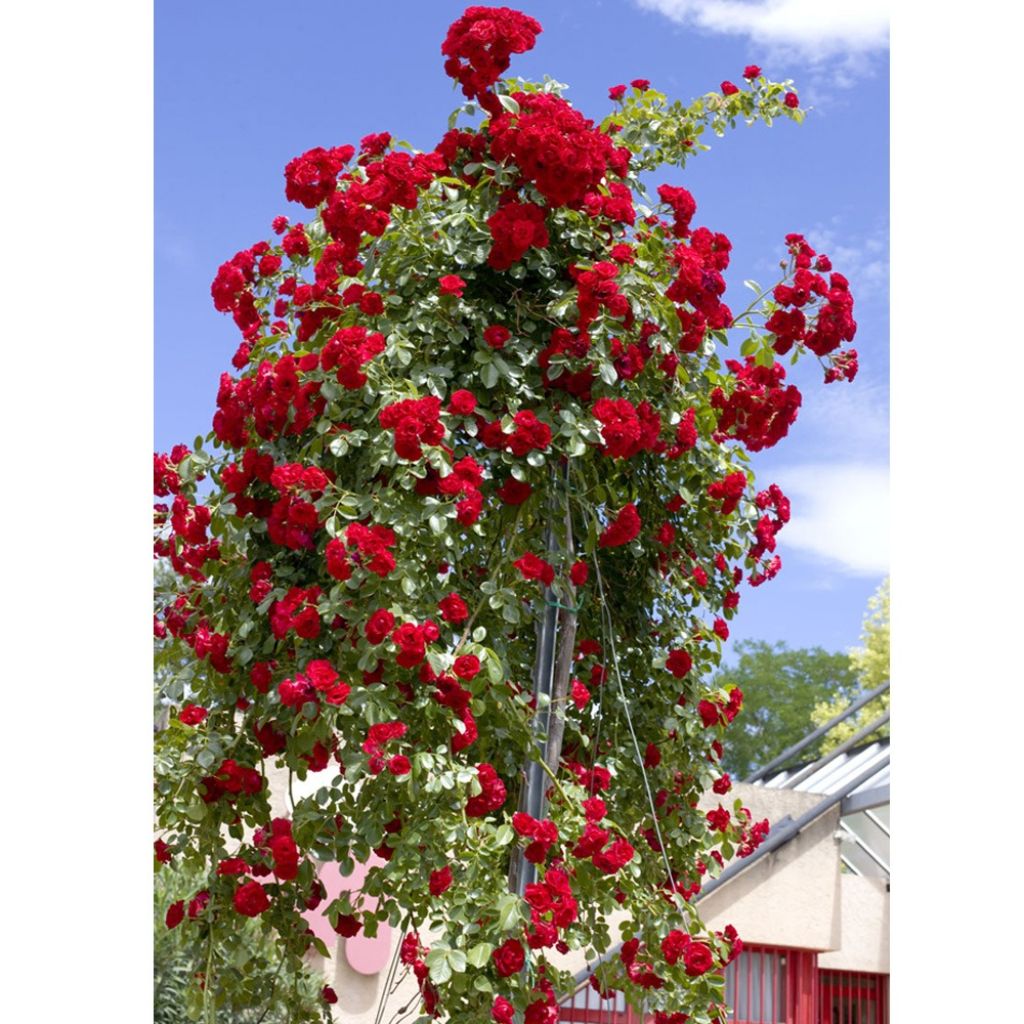 Rosa Scarlet Meidiland - Stamroos