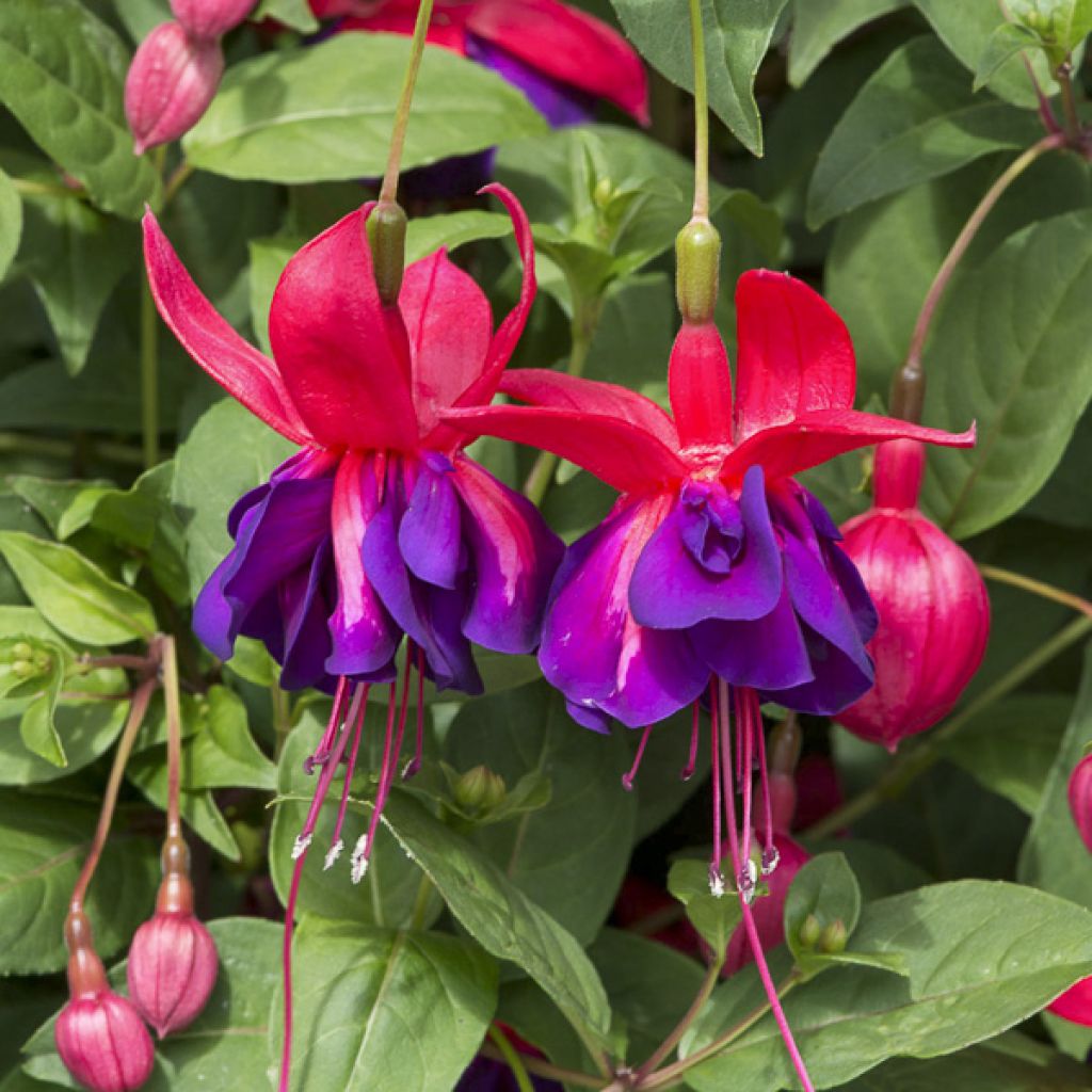 Fuchsia Maori Maid - Bellenplant
