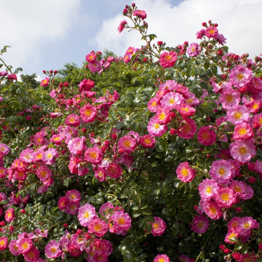 Rosa Magic Meidiland - Stamroos