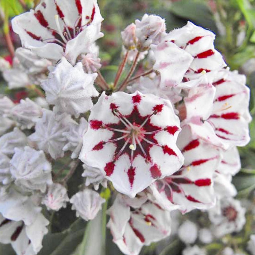 Kalmia latifolia Bumblebee - Lepeltjesboom