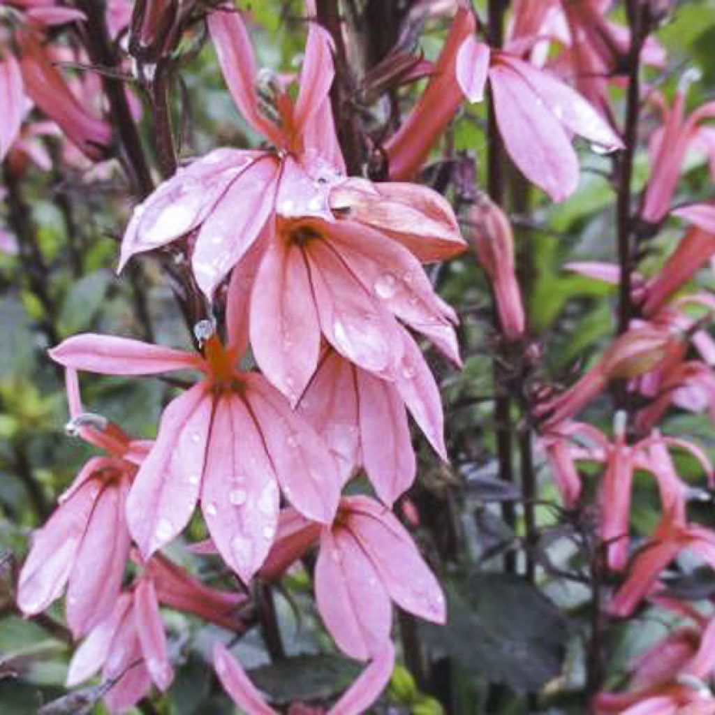 Lobelia speciosa Fan Orchid Roze - Scharlaken lobelia