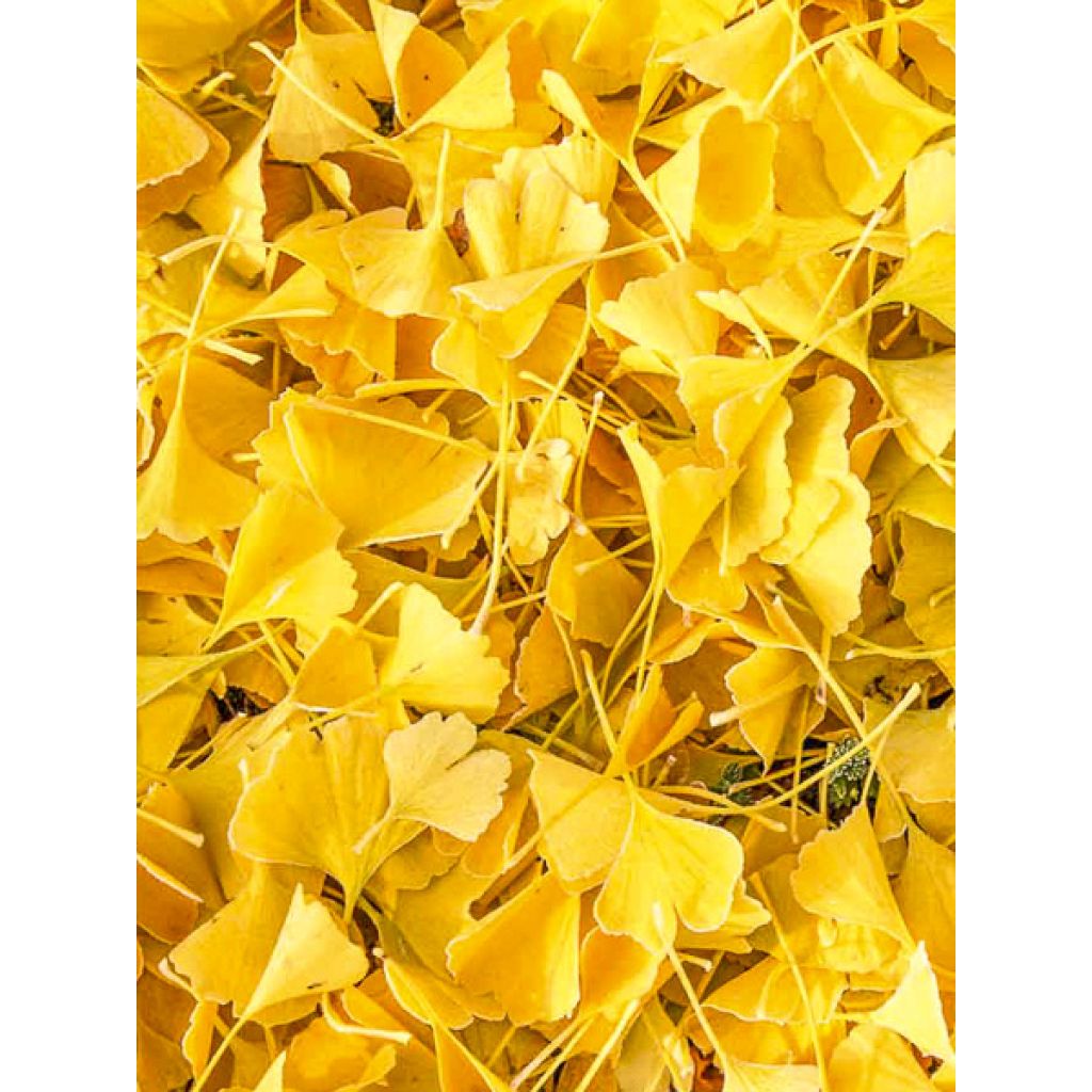 Ginkgo biloba Pendula - Japanse notenboom