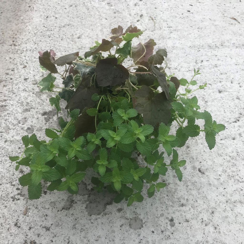 Herfstbries-samenstelling - samenstelling van 3 planten