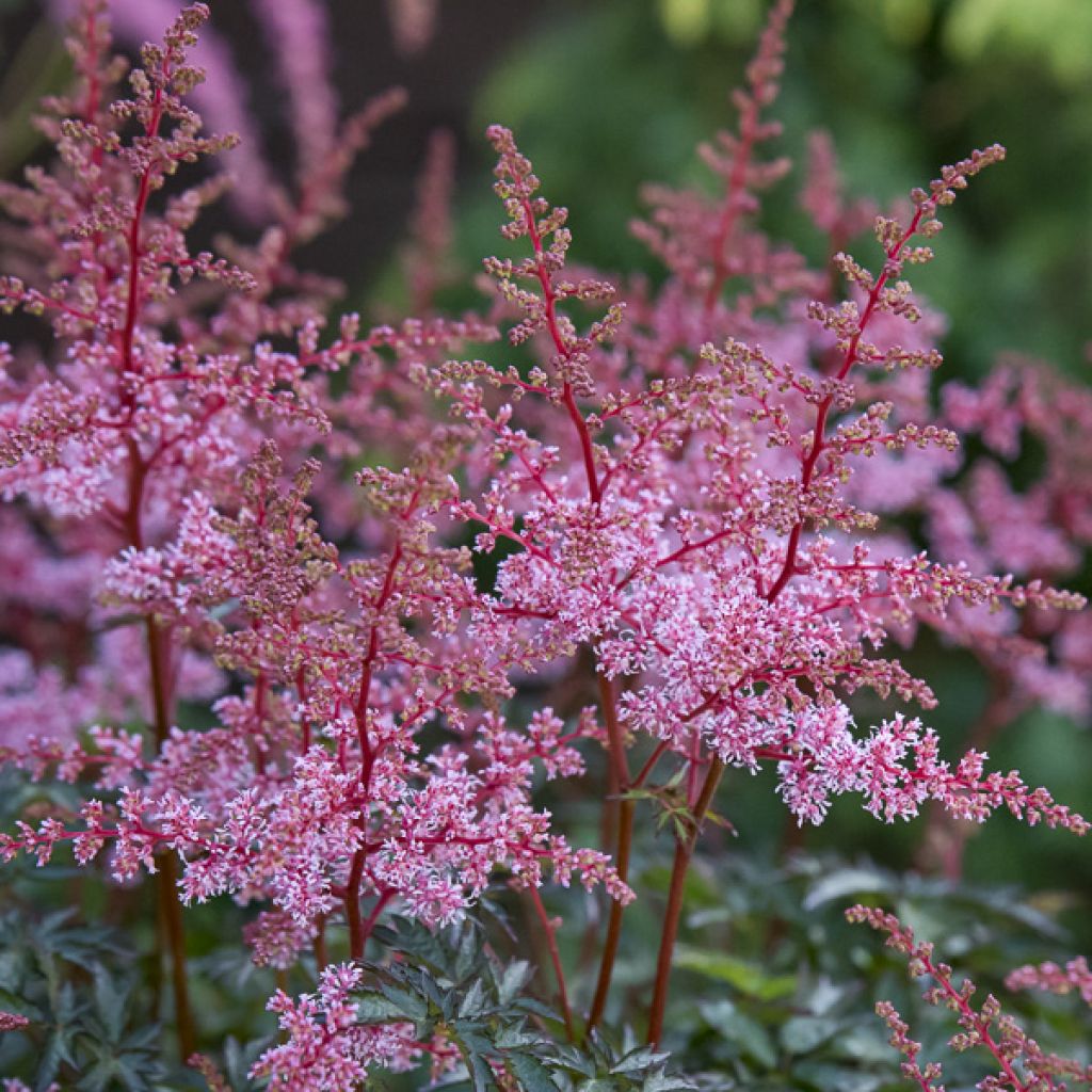 Astilbe Key West - Pluimspirea