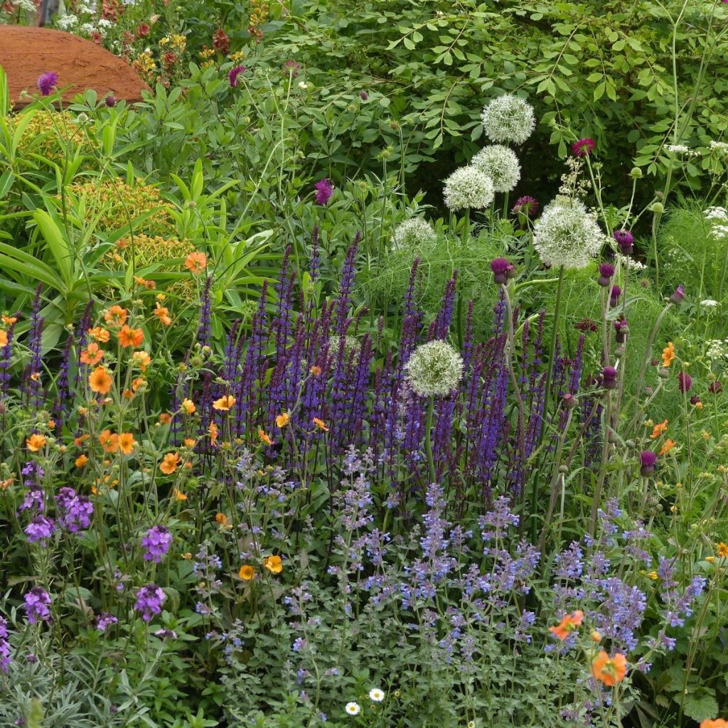 3 Onmisbare vaste planten voor de zomer